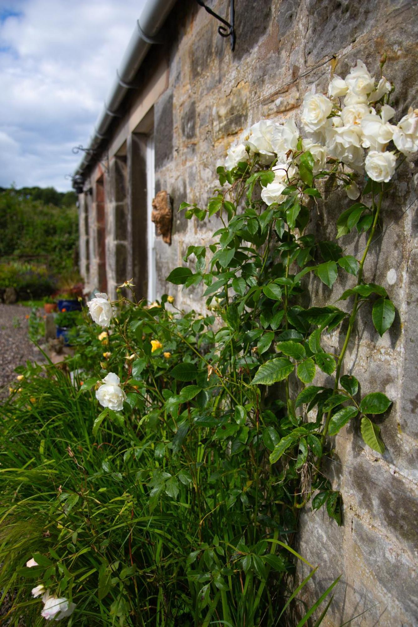Balmungo Cottage B&B St Andrews Exteriér fotografie